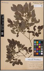 Salix aurita L. x Salix starkeana Willd.